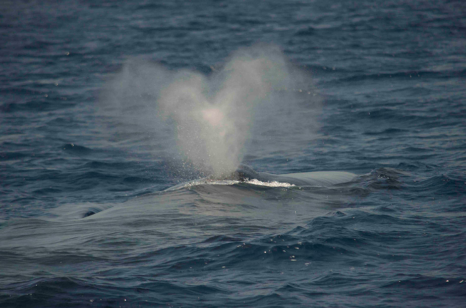 Whales-Mir-3-940