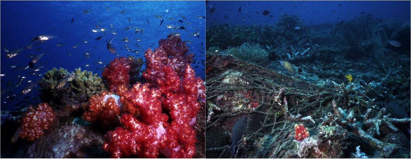 Следы в красном море. Большой Барьерный риф мертвые кораллы. Большой Барьерный риф загрязнение. Большой Барьерный риф Австралия загрязнение. Большой Барьерный риф до и после.