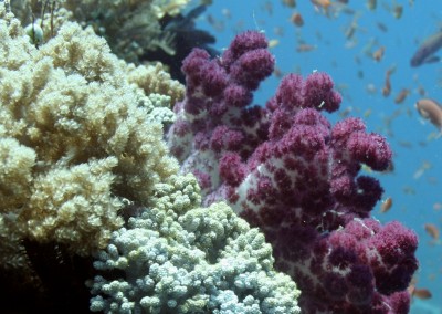 Ten Simple Things You Can Do To Protect Coral Reefs