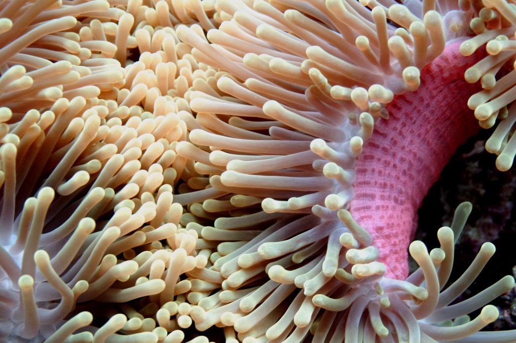 Corals: up close and personal