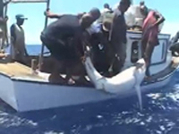 “Deep Trouble” – Will Sharks Survive Shark Finning?