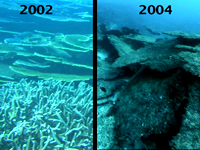 “Canary is Dead” – Coral Reefs & Global Warming