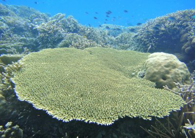 Vanishing Coral ~ A Film by KCET & Link TV