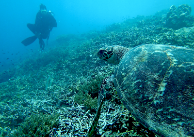 Nat Geo – Marine Stewardship Blogs