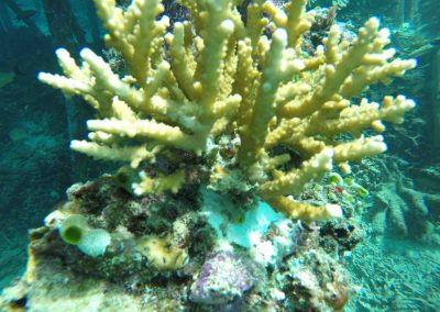 How to Transplant Corals